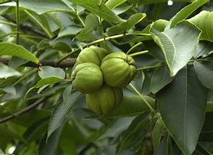 Carya sinensis